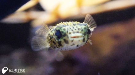 19 12 11 おススメ 新江ノ島水族館