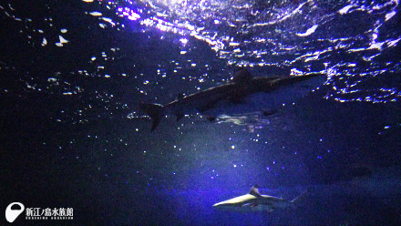 02 21 ツマグロのお引越し 新江ノ島水族館