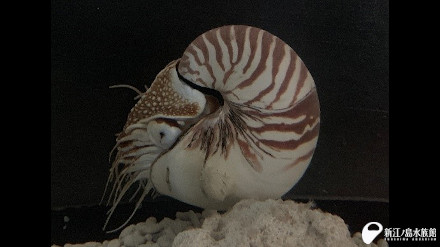 07 01 えのすい にもオウムガイ 新江ノ島水族館