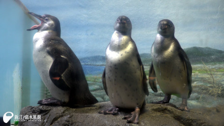 08 22 ペンギンのヒナの愛称募集を開始します 新江ノ島水族館