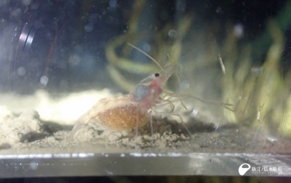 11 21 はじめて育てたかわいい稚エビ 新江ノ島水族館