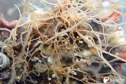 キタクダウミヒドラのヒドロ茎とさまざまな生物が付着した牡蠣殻