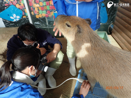 エコー中