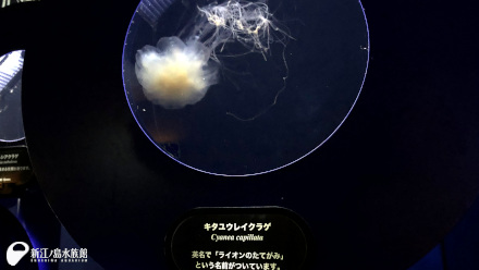 21 06 23 ライオンのたてがみ 新江ノ島水族館