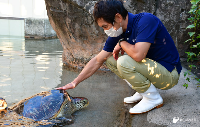 アオウミガメ「ルル」