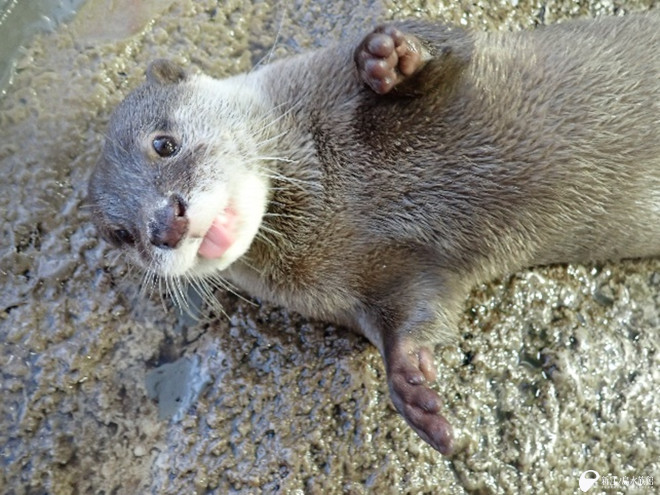 オモチ お誕生日おめでとう えのすいトリーター日誌 新江ノ島水族館