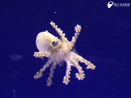 イイダコの赤ちゃん成長中 えのすいトリーター日誌 新江ノ島水族館