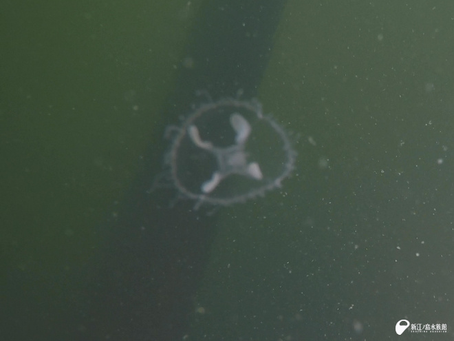 水中で撮影したマミズクラゲ