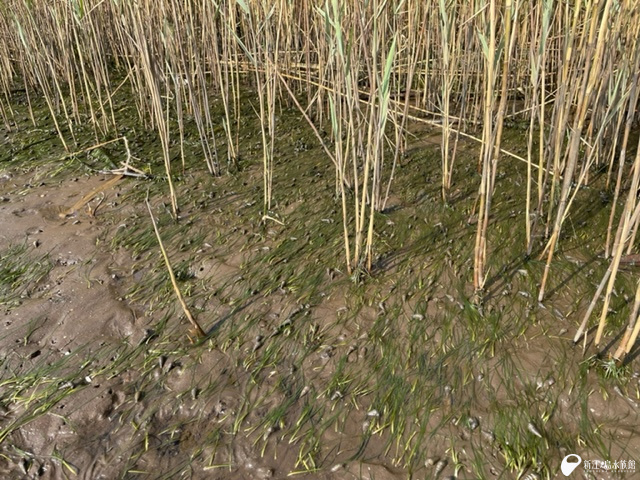 繁茂するコアマモ