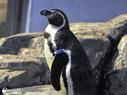 ペンギン・アザラシ | 展示 | 新江ノ島水族館