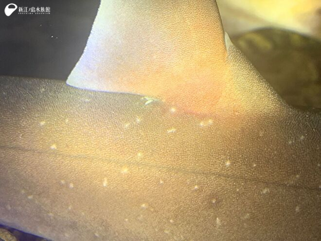 ヒゲツノザメの第一背びれ基部に付着する寄生虫
