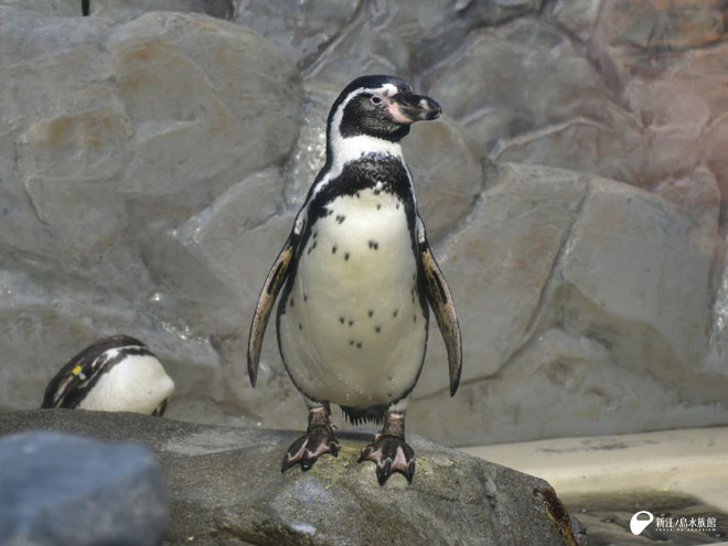 フンボルトペンギン「ソラ」