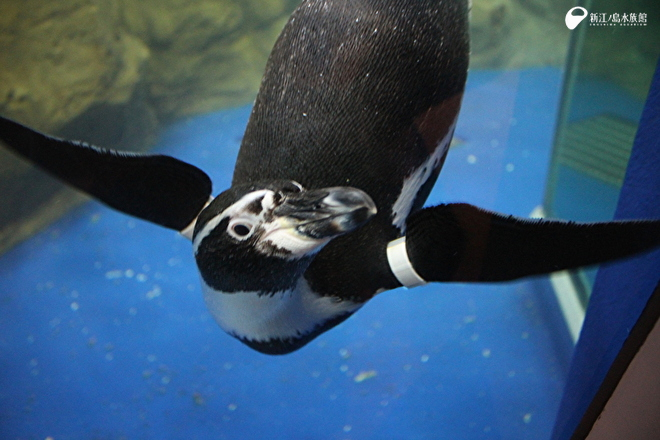 フンボルトペンギン「テン」