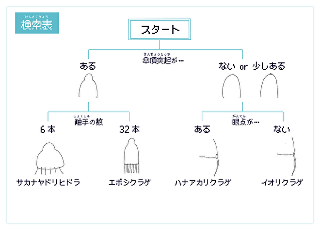 エボシクラゲ科の検索表