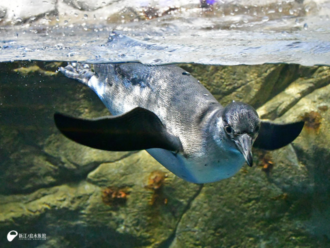 フンボルトペンギン「イト」