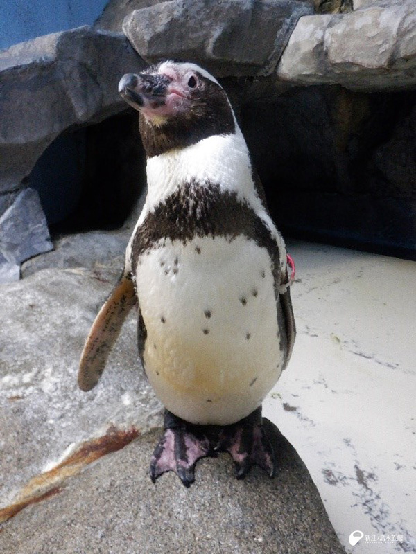 最高齢 33歳のフンボルトペンギン「ルビー」