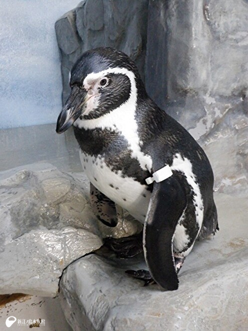 フンボルトペンギンの「テン」