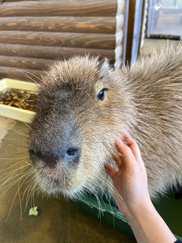 乾いているときはふわふわの「ココロ」