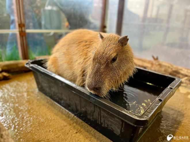 お湯に浸かる「ヒナタ」