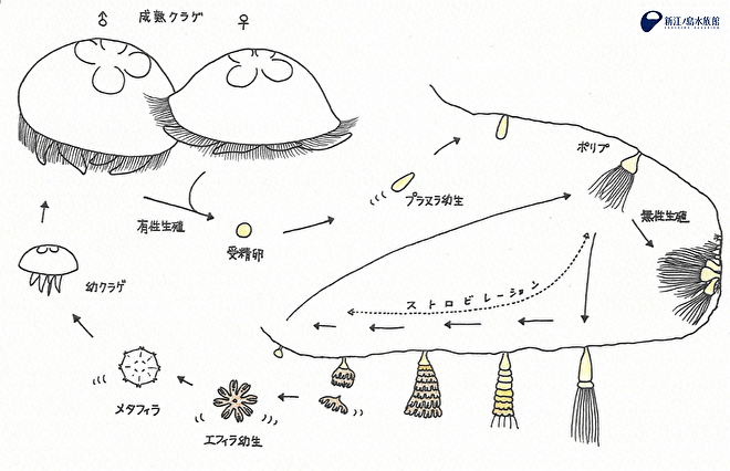 ミズクラゲの生活史