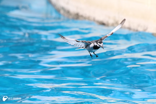 イルカショースタジアムによくいる鳥（個体識別しており、毎年この個体が来ます）