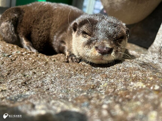 コツメカワウソの「ヨモギ」の寝顔