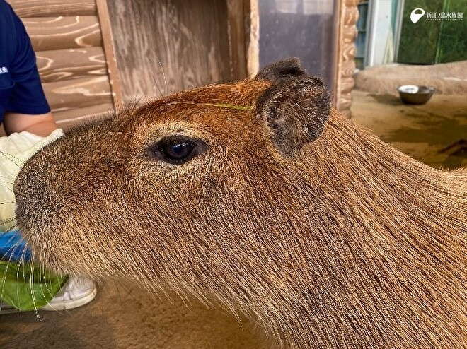頭に牧草がついてる「ヒナタ」