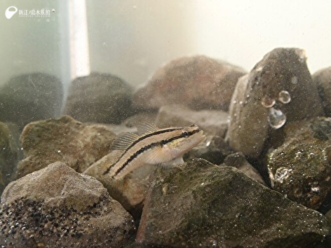 シモフリシマハゼ