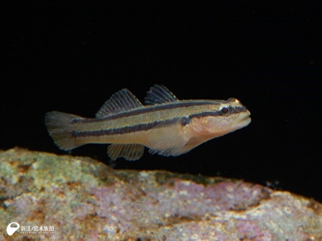 アカオビシマハゼ