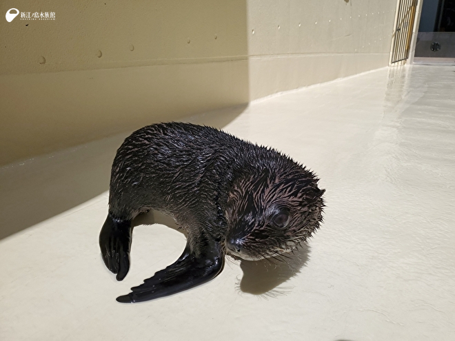 「アポロ」の赤ちゃん