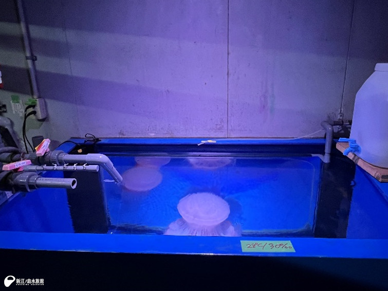 バックヤードより