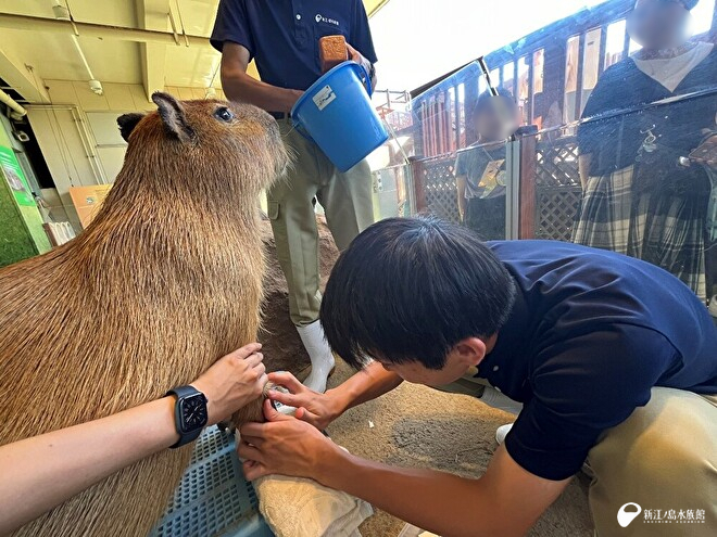 カピバラ「ヒナタ」の採血トレーニング