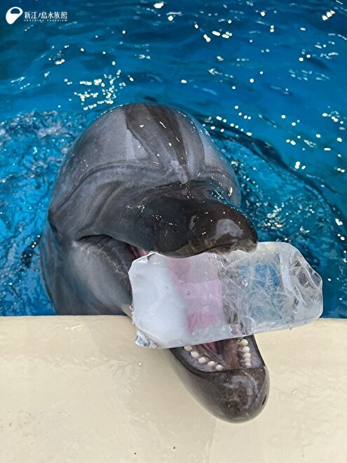 氷をくわえたバンドウイルカの「ルイ」