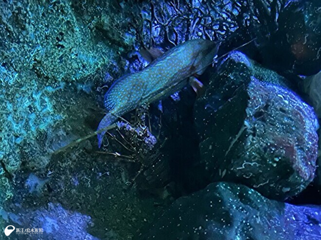 ユカタハタ