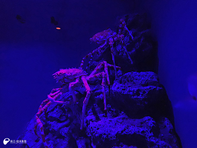 擬岩に登るタカアシガニ