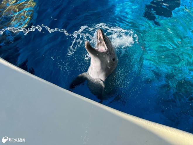 水で遊ぶバンドウイルカの「サワ」
