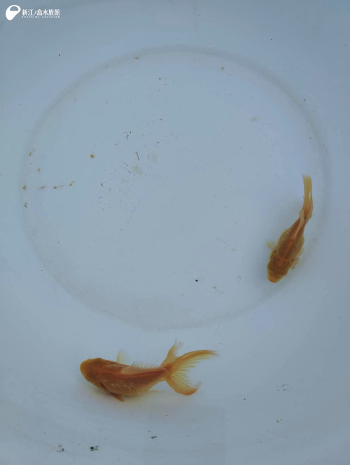 金魚の上見