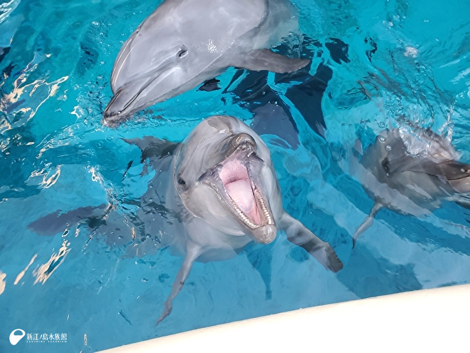 上「サワ」、中央「ルイ」、右「ミレニー」