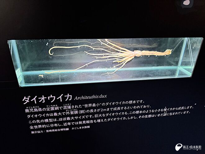 世界一小さいダイオウイカの標本