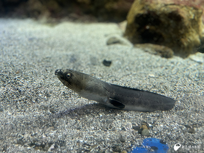 ホタテウミヘビ