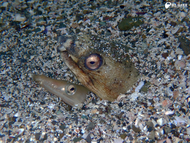 ダイナンウミヘビ（左）とホタテウミヘビ（右）