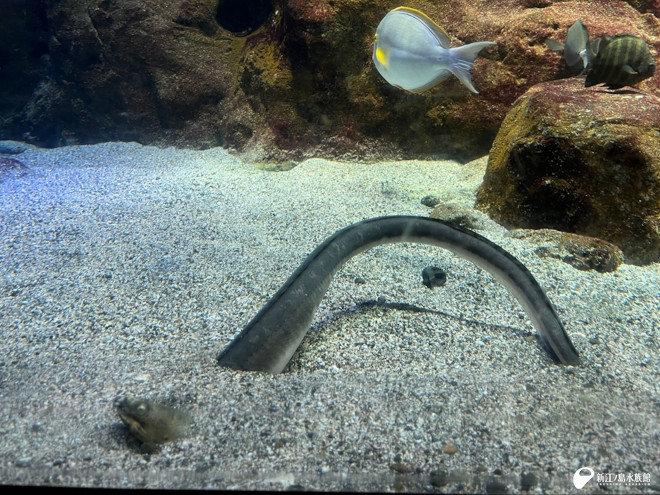 ホタテウミヘビの体