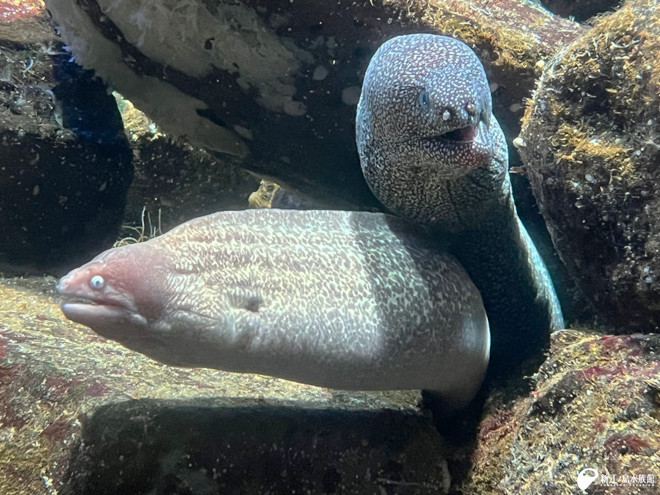 サビウツボ（左）とミゾレウツボ（右）