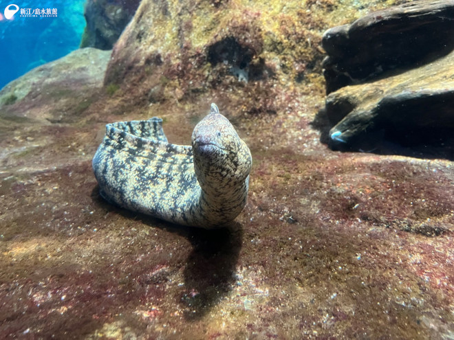 ウツボ