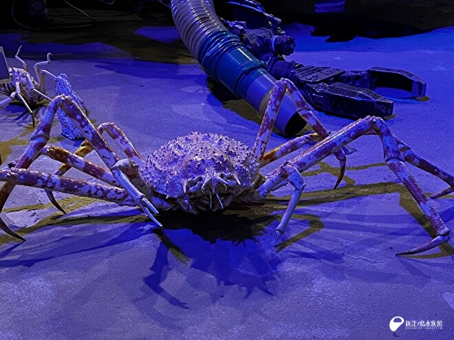 タカアシガニの乾燥標本