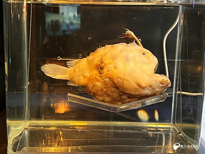 チョウチンアンコウの液浸標本