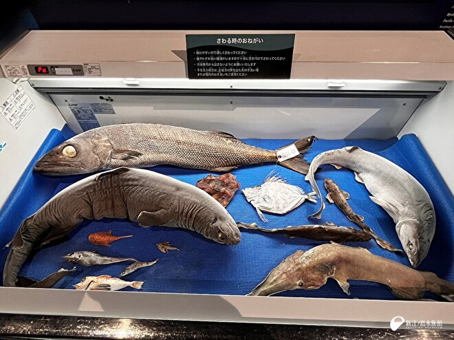 深海生物の冷凍標本