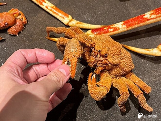 ツブエゾイバラガニの標本