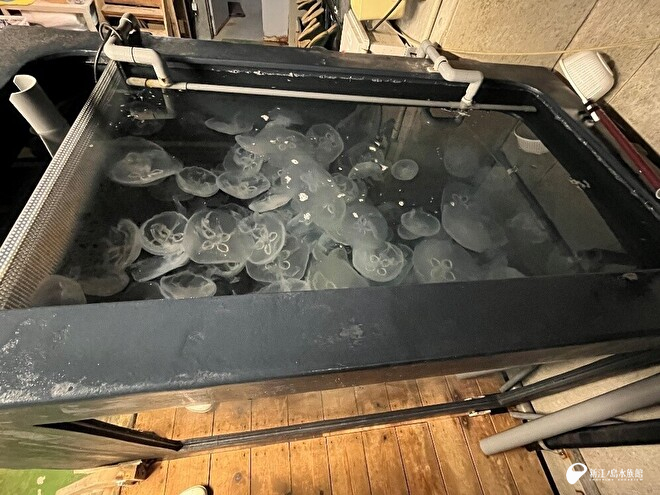 クラゲファンタジーホールからバックヤードの水槽へ移動したミズクラゲ
