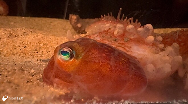 ダンゴイカの仲間